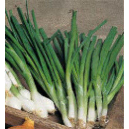 FrühlingsZwiebel_White_Lisbon_Saatband 