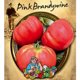 Tomaten Fleischtomate Pink Brandywine