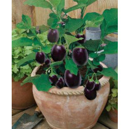 Aubergine_Pot_Black_Kuebelpflanze