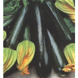 Zucchini_Biosamen_Black_Beauty