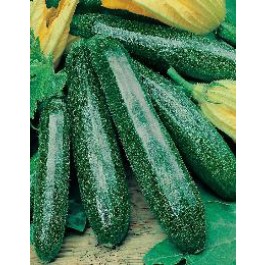 Zucchini_Primula