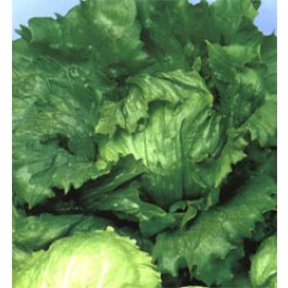 Salat Eisbergsalat Iceberg 4