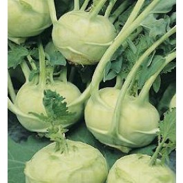 Kohlrabi_Superschmelz