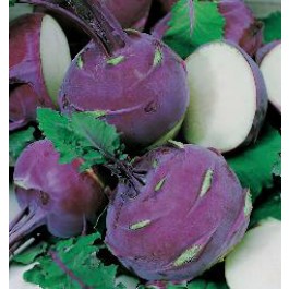 Kohlrabi_Ballot_F1