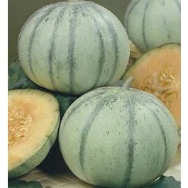 Melone_Cantaloup_Charentais