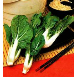 Pak_Choi_Ivory_Chinesicher_Senfkohl