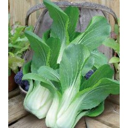 Pak_Choi_Yuushou