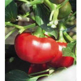 Paprika_Topepo_Rosso