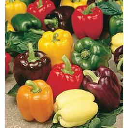 Paprika_Spectrum_Blockpaprika 