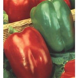 Paprika_California_Wonder_Blockpaprika