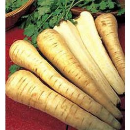BIOSAATGUT_Pastinake_Tender&True