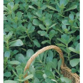Gemüsesamen_Portulak_Portulaca oleracea