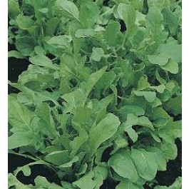 Rucola Organic 