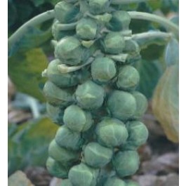 Rosenkohl_Topline_Bruesseler_Sprossen