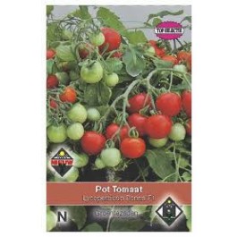 Tomaten_Donna_F1