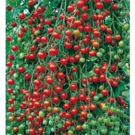 Tomaten_Kirschtomate_Sweet_Million_F1