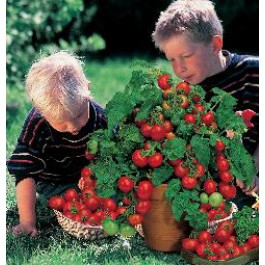 Tomaten_Balkontomate_Minibel