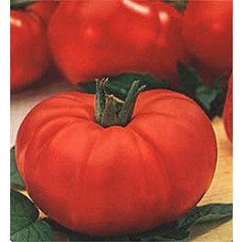 Tomaten Fleischtomate Marmande 