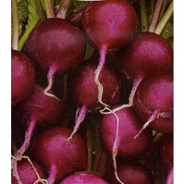 Radieschen_Viola