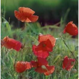 Papaver_rhoeas_Klatschmohn_J282