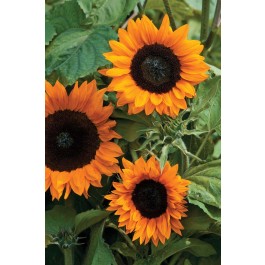 Helianthus_annuus_Copper_Queen_Sonnenblume