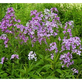 hesperis_Nachtviole