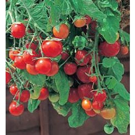 Balkontomate_Tumbling_Tom_Red