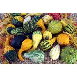 Kalebasse_Warted_Mix_Warzenkürbis