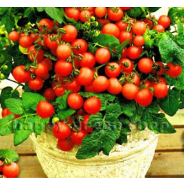 Tomaten Balkontomate Koralik BIO