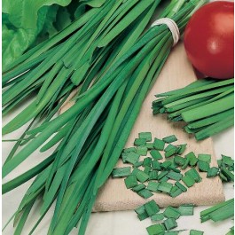 Schnittlauch_Chinesisch _Knoblauchschnittlauch