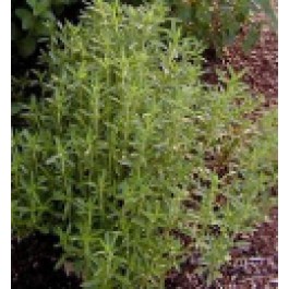 Bohnenkraut_Bergbohnenkraut