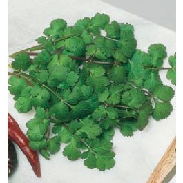 Korinander_Blattkoriander_Biosamen