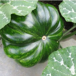 Kalebasse_Musquée_de_Provence_Muskatkürbis