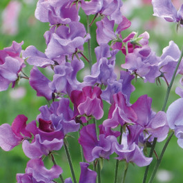 Lathyrus odoratus. Suffolk Punch Miggie