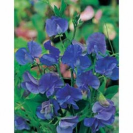 Lathyrus_Blue_velvet_Gartenwicke