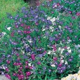 Lobelia_string_of_Pearls