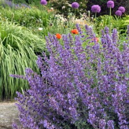 Nepeta_mussinii
