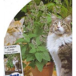 Nepeta_cataria_Katzenminze