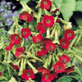 Nicotiana_Grimson_Bedder