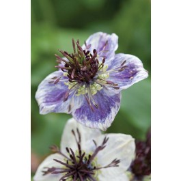Nigella_delft_blau_J23280