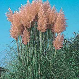 Cortaderia selloana Pink Feather rosa