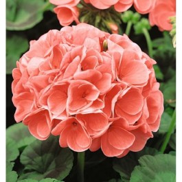 pelargonium_cherie