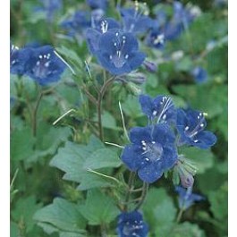 Blauglocke_Phacelia_campanularia_Blue_Wonder