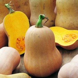 Pompoen_butternut_organic