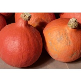 Kürbis_uchiki_kuri_Organic