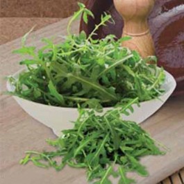 rucola_kennedy