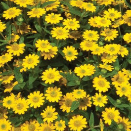 Sanvitaia procumbens