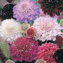 scabiosa atropurpurea mix