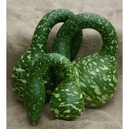 Flaschenkürbis_Speckled_Swan