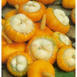 Zierkürbis_Kalebasse_Aladins_Turban